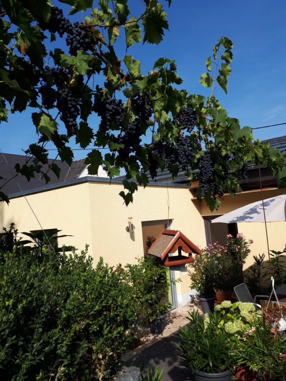 Gaestehaus Jufferpanorama Brauneberg Buitenkant foto